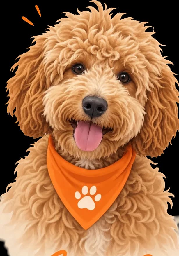 Snoop, a curly apricot Cavapoochon wearing his orange bandana
